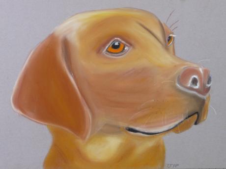 Labrador - Anneke Freudenberger - Array auf Array - Array - Array Labrador - Anneke Freudenberger - Array auf Array - Array - Array