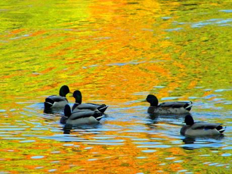 Entengruppe im Herbst auf der Saale - Wolfgang Bergter - Array auf Array - Array - Entengruppe im Herbst auf der Saale - Wolfgang Bergter - Array auf Array - Array -