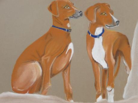 Azawakh-Welpen - Anneke Freudenberger - Array auf Array - Array - Array Azawakh-Welpen - Anneke Freudenberger - Array auf Array - Array - Array