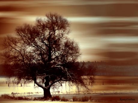 Wintertraum - RomyGerber - auf - Array - Wintertraum - RomyGerber - auf - Array -