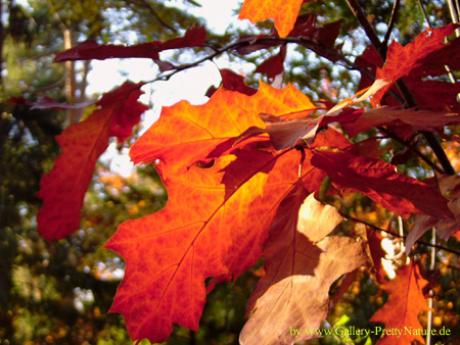 Ahorn - Petra PStarosky - auf - Array - Ahorn - Petra PStarosky - auf - Array -