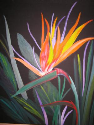 Strelizie - Gabi - Array auf Array - Array - Strelizie - Gabi - Array auf Array - Array -