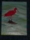 Scarlet Ibis - NEPTUN - auf Leinwand - Sonstiges - Scarlet Ibis - NEPTUN - auf Leinwand - Sonstiges -