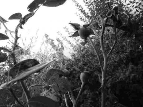 SpyderSilk - surRAelatic ART - auf - Array - SpyderSilk - surRAelatic ART - auf - Array -