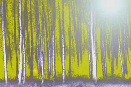 Birke Wald (gelb) - Cabon - Array auf Array - Array - Birke Wald (gelb) - Cabon - Array auf Array - Array -