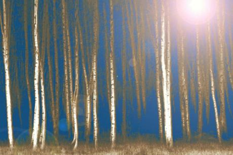 Birke Wald (blau) - Cabon - Array auf Array - Array - Birke Wald (blau) - Cabon - Array auf Array - Array -