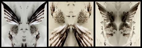 Falter-Trio - Verena Schöning - Array auf - Array - Falter-Trio - Verena Schöning - Array auf - Array -