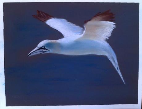 Basstölpel - Renate Dohr - Array auf Array - Array - Array Basstölpel - Renate Dohr - Array auf Array - Array - Array