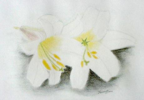 Weiße Lilien (2002) Lilly Ilumina - Lilly Ilumina - Array auf Array - Array - Weiße Lilien (2002) Lilly Ilumina - Lilly Ilumina - Array auf Array - Array -