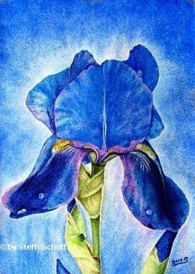 Iris - Steffi Schott - auf Array - Array - Iris - Steffi Schott - auf Array - Array -