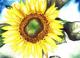 Sunflower 5 -Lutz Erler- - Lutz Erler - Aquarell auf Papier - Sonstiges - Sunflower 5 -Lutz Erler- - Lutz Erler - Aquarell auf Papier - Sonstiges -