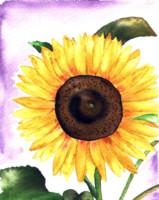 Sunflower 8 -Lutz Erler- - Lutz Erler - Array auf Array - Array - Sunflower 8 -Lutz Erler- - Lutz Erler - Array auf Array - Array -