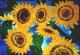 Sunflower -Lutz Erler- - Lutz Erler - auf - Sonstiges - Sunflower -Lutz Erler- - Lutz Erler - auf - Sonstiges -