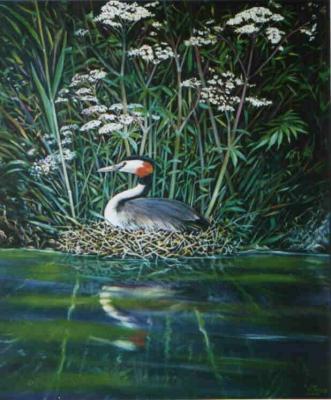 Haubentaucher im Nest - Wolfgang Rose - auf - Array - Haubentaucher im Nest - Wolfgang Rose - auf - Array -