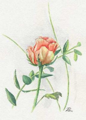 Rose (2003) -Ronald Kötteritzsch- - Ronald Kötteritzsch - Array auf Array - Array - Rose (2003) -Ronald Kötteritzsch- - Ronald Kötteritzsch - Array auf Array - Array -