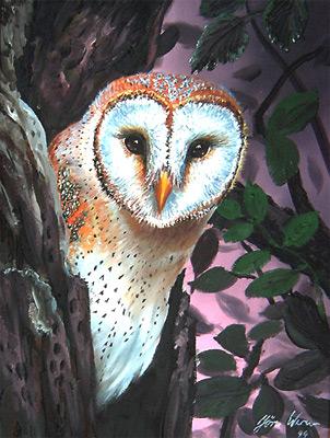 Schleiereule (1999) Joern Werner - Jörn Joern Werner - Array auf Array - Array - Schleiereule (1999) Joern Werner - Jörn Joern Werner - Array auf Array - Array -