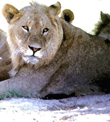 Die Löwin - Timm-H. Wemper - auf - Array - Die Löwin - Timm-H. Wemper - auf - Array -