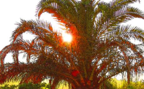 Fächerpalme - Timm-H. Wemper - auf - Array - Fächerpalme - Timm-H. Wemper - auf - Array -