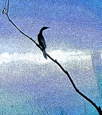 Kormoran - Timm-H. Wemper - auf - Array - Kormoran - Timm-H. Wemper - auf - Array -