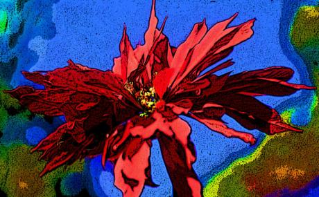 Weihnachtsstern - Timm-H. Wemper - auf - Array - Weihnachtsstern - Timm-H. Wemper - auf - Array -