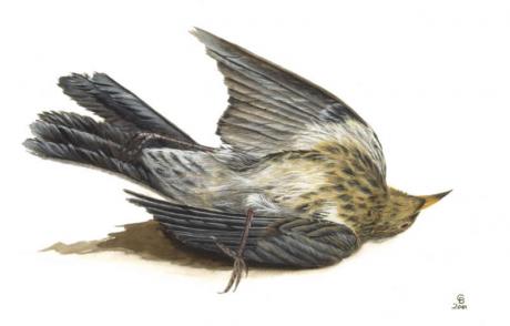 Wacholderdrossel (2001) Christine Becker - Christine Becker - Array auf Array - Array - Wacholderdrossel (2001) Christine Becker - Christine Becker - Array auf Array - Array -