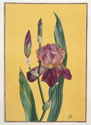 Iris (2000) Christine Becker - Christine Becker - Array auf - Array - Iris (2000) Christine Becker - Christine Becker - Array auf - Array -