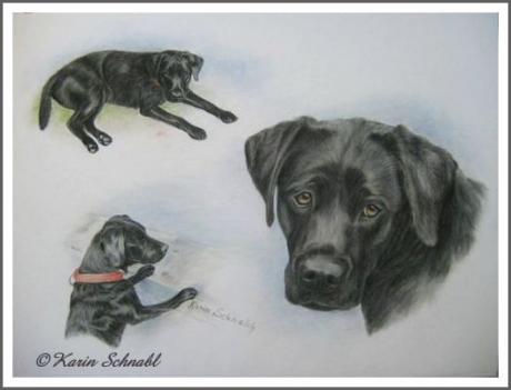 Labradorhündin CARO - Karin Schnabl - Array auf - Array - Labradorhündin CARO - Karin Schnabl - Array auf - Array -