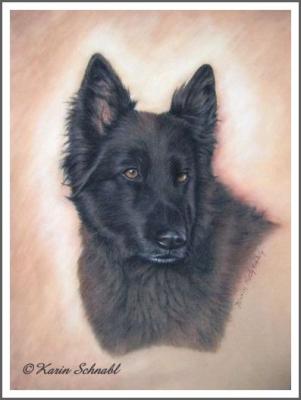 Altdeutsche Schäferhündin LARA - Karin Schnabl - Array auf - Array - Altdeutsche Schäferhündin LARA - Karin Schnabl - Array auf - Array -