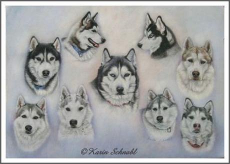 Zausel`s Huskybande - Karin Schnabl - Array auf - Array - Zausel`s Huskybande - Karin Schnabl - Array auf - Array -