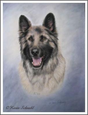 Altdeutscher Schäferhund RIKO - Karin Schnabl - Array auf - Array - Altdeutscher Schäferhund RIKO - Karin Schnabl - Array auf - Array -