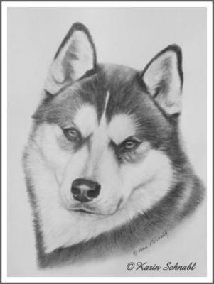 Husky GALAN - Karin Schnabl - auf - Array - Husky GALAN - Karin Schnabl - auf - Array -