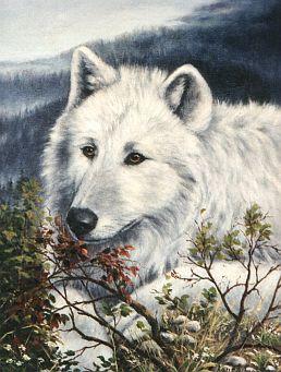 Wachsame Ellesmere - Neugier - Karin Schnabl - Array auf Array - Array - Wachsame Ellesmere - Neugier - Karin Schnabl - Array auf Array - Array -