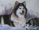 MALAMUTE mit WELPE MALAMUTE mit WELPE