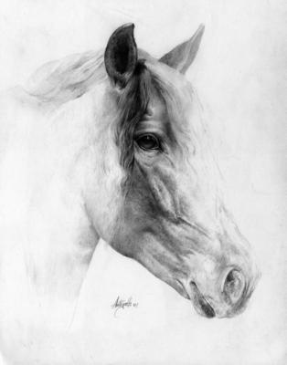 Andaluso di Lorenzo Antognetti, matite ridotta - LORENZO ANTOGNETTI - auf - Array - Andaluso di Lorenzo Antognetti, matite ridotta - LORENZO ANTOGNETTI - auf - Array -