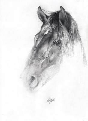 Andaluso di Lorenzo Antognetti - LORENZO ANTOGNETTI - auf - Array - Andaluso di Lorenzo Antognetti - LORENZO ANTOGNETTI - auf - Array -