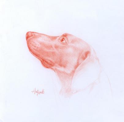 Muso di cane - di Lorenzo Antognetti - LORENZO ANTOGNETTI - auf - Array - Muso di cane - di Lorenzo Antognetti - LORENZO ANTOGNETTI - auf - Array -