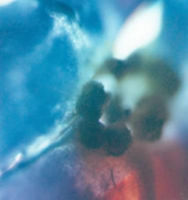 experimentelle Fotografie - Günther Maria Dittmar - Günther Maria Dittmar - auf - Array - experimentelle Fotografie - Günther Maria Dittmar - Günther Maria Dittmar - auf - Array -