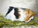 Meerschweinchen - Portrait (2003) Stefan Weber - Stefan Weber - Aquarell auf Papier - Sonstiges-Portrait - Meerschweinchen - Portrait (2003) Stefan Weber - Stefan Weber - Aquarell auf Papier - Sonstiges-Portrait -