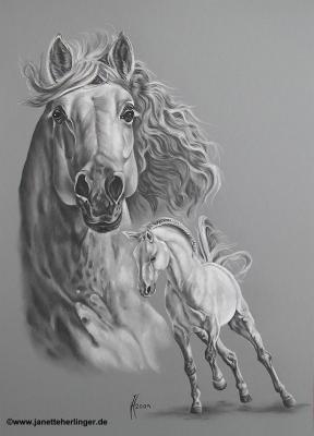 Andalusierhengst Sanson (2009) - Janette Herlinger - Array auf - Array - Andalusierhengst Sanson (2009) - Janette Herlinger - Array auf - Array -