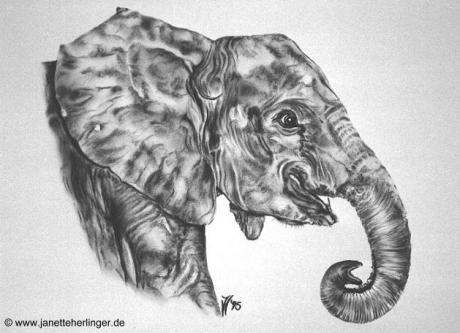 Junger Elefantenbulle Cobo (1995) Janette Herlinge - Janette Herlinger - Array auf Array - Array - Junger Elefantenbulle Cobo (1995) Janette Herlinge - Janette Herlinger - Array auf Array - Array -