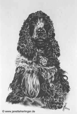 Cockerspaniel Dana (2002) Janette Herlinger - Janette Herlinger - Array auf - Array - Cockerspaniel Dana (2002) Janette Herlinger - Janette Herlinger - Array auf - Array -