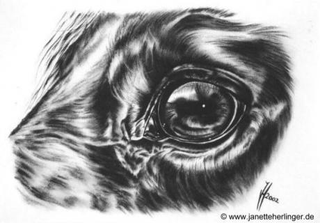 Das Auge von Eeldertje (2002) Janette Herlinger - Janette Herlinger - Array auf Array - Array - Das Auge von Eeldertje (2002) Janette Herlinger - Janette Herlinger - Array auf Array - Array -