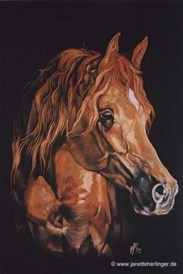 Araberhengst El Thay Mameluk (1995) Janette Herlin - Janette Herlinger - Array auf - Array - Araberhengst El Thay Mameluk (1995) Janette Herlin - Janette Herlinger - Array auf - Array -