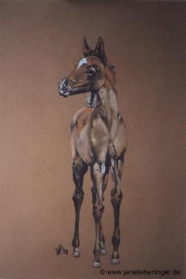 Araberfohlen (1993) Janette Herlinger - Janette Herlinger - Array auf - Array - Araberfohlen (1993) Janette Herlinger - Janette Herlinger - Array auf - Array -