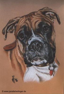 Boxerrüde Julchen (1996) Janette Herlinger - Janette Herlinger - Array auf Array - Array - Boxerrüde Julchen (1996) Janette Herlinger - Janette Herlinger - Array auf Array - Array -