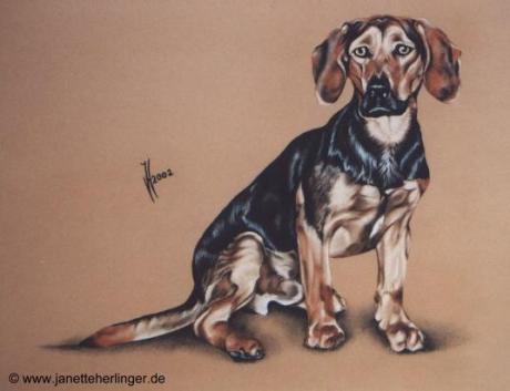 Jagdhund Lupo (2002) Janette Herlinger - Janette Herlinger - Array auf - Array - Jagdhund Lupo (2002) Janette Herlinger - Janette Herlinger - Array auf - Array -