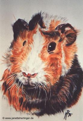 Meerschweinchen (1995) Janette Herlinger - Janette Herlinger - Array auf Array - Array - Meerschweinchen (1995) Janette Herlinger - Janette Herlinger - Array auf Array - Array -