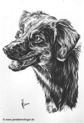 Mischlingshündin Paddi (2000) Janette Herlinger - Janette Herlinger - Array auf Array - Array - Mischlingshündin Paddi (2000) Janette Herlinger - Janette Herlinger - Array auf Array - Array -