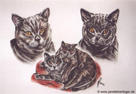 Karthäuserkatzen Satchmo +Joker (2002) Janette Her - Janette Herlinger - Array auf - Array - Karthäuserkatzen Satchmo +Joker (2002) Janette Her - Janette Herlinger - Array auf - Array -