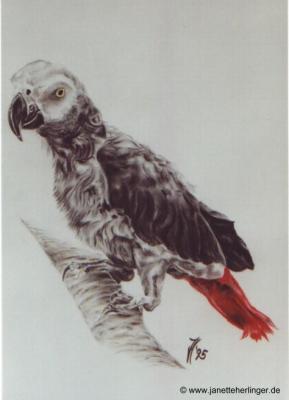 Graupapagei (1995) Janette Herlinger - Janette Herlinger - Array auf Array - Array - Graupapagei (1995) Janette Herlinger - Janette Herlinger - Array auf Array - Array -